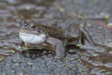 Common frog (14)