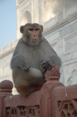 Animal Portrait (2nd Equal)