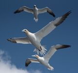 Gannets (17)