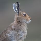 Mountain hare (14)