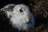 Mountain hare (18)