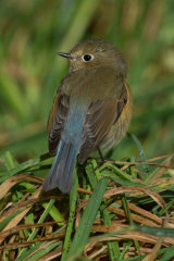 Red flanked bluetail (18)
