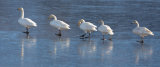 Whooper swans on ice (17)