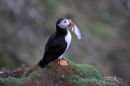 Puffin with feather
