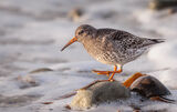 Purple Sandpiper (18)