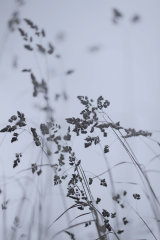 Summer Outing, Scalloway