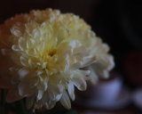 Summer Outing, Scalloway