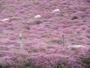 Sheep lost in heather