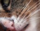 The cat's whiskers