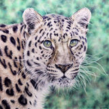 An amur leopard in coloured pencils
