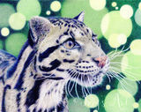 A clouded leopard called Ben completed in coloured pencils