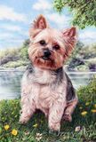 Yorkshire terrier, dog portrait, in coloured pencils