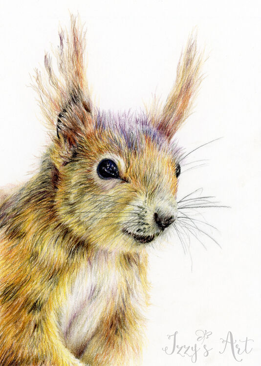Squirrel Using Derwent Drawing Pencils
