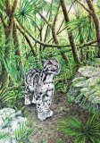 'Clouded Leopard'