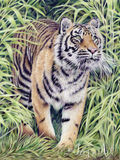 Tiger walking out of the bushes completed in coloured pencils by Isobel Buckley