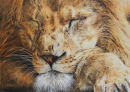 'Sleeping Lion'