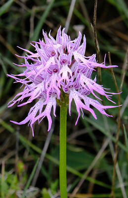The Naked Man Orchid
