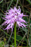 The Naked Man Orchid