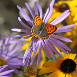 Small Copper