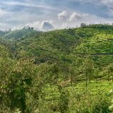 Tea in the Western Ghats