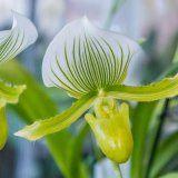 Pitcher Plant