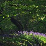 Springtime in the Woods
