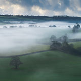 Trees in the Mist