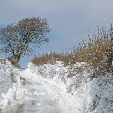 Winter Walk