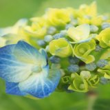 Hydrangea