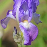Bearded Iris