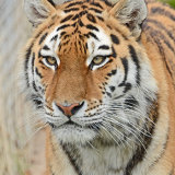 Mrs Tiger