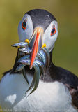 Puffin with sandeels portrait