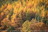 Autumn trees
