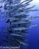 Barracuda stack