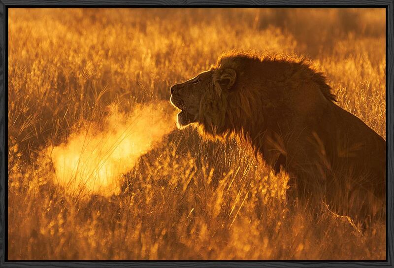 Black float canvas Lion breath