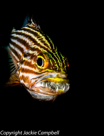 Cardinal fish with eggs, Red sea, Egypt
