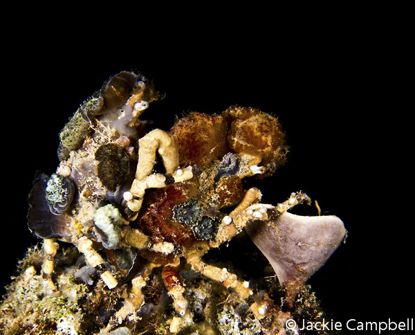 Decorator Crab Couple