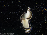 Flatworm at night