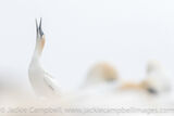 Gannet Call