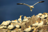 Fly past