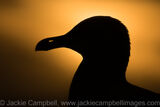 Gull head silhouette