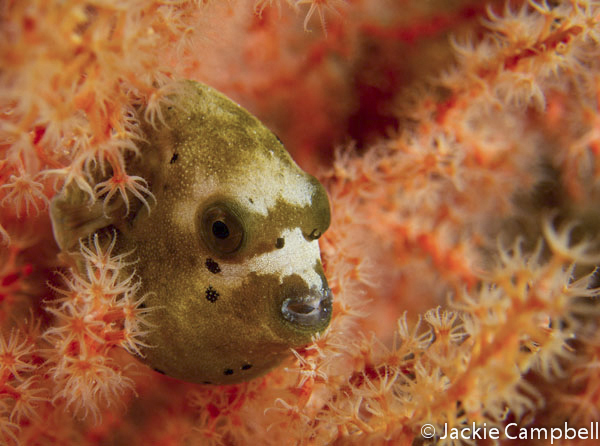 Masked baby Pufferfish, Raja Ampat, Indonesia