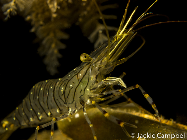 Prawn, Swanage, UK