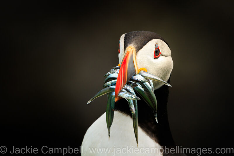 Puffin portrait