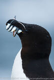 Razorbill in the rain