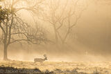 Stag in the early morning light