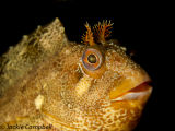 Tompot Blenny