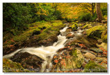 Autumn River 1