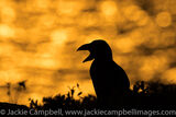 Puffin at sunset