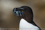 Razorbill with sandeels